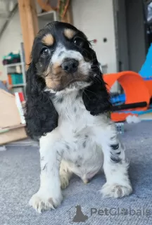 Zdjęcie №1. cocker spaniel angielski - na sprzedaż w Żelazna | 2870zł | Zapowiedź №129125