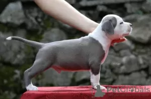 Dodatkowe zdjęcia: American Staffordshire Terrier Piękne Szczenięta