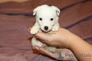 Dodatkowe zdjęcia: Szczenięta Jack Russell Terrier