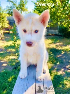 Dodatkowe zdjęcia: Szczenięta Siberian Husky