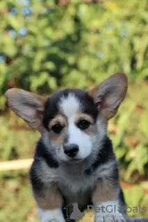 Zdjęcie №4. Sprzedam welsh corgi w Taganrog. od żłobka, hodowca - cena - Bezpłatny