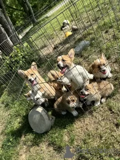 Zdjęcie №1. welsh corgi - na sprzedaż w Regensburg | 508zł | Zapowiedź №129610