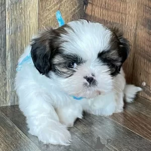 Zdjęcie №3. Sprzedam psa Shih Tzu.. Federacja Rosyjska