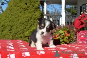 Zdjęcie №2 do zapowiedźy № 63532 na sprzedaż  welsh corgi - wkupić się USA 