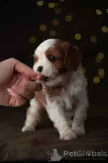 Zdjęcie №2 do zapowiedźy № 15902 na sprzedaż  cavalier king charles spaniel - wkupić się Finlandia od żłobka, hodowca