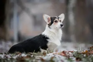 Dodatkowe zdjęcia: Dziewczyna Welsh Corgi Pembroke