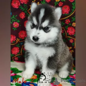 Zdjęcie №3. Szczenięta Siberian Husky. Federacja Rosyjska