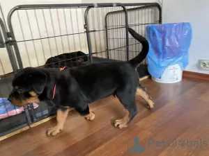 Zdjęcie №1. rottweiler - na sprzedaż w Яссы | 3660zł | Zapowiedź №10380