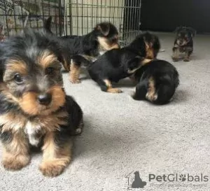 Zdjęcie №1. yorkshire terrier - na sprzedaż w Rzym | 1465zł | Zapowiedź №110935