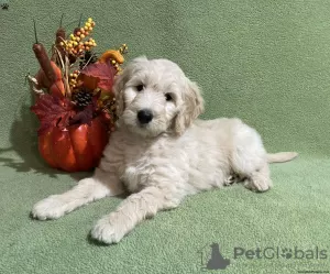 Zdjęcie №3. Szczenięta Goldendoodle F1B. Irlandia