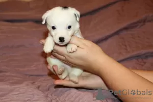 Dodatkowe zdjęcia: Szczenięta Jack Russell Terrier