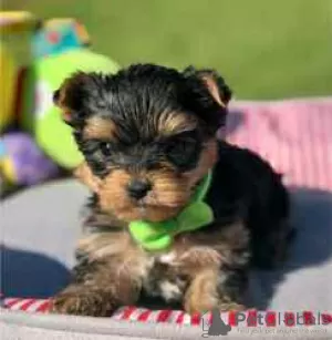 Zdjęcie №1. yorkshire terrier - na sprzedaż w Wilmington | 2440zł | Zapowiedź №127877