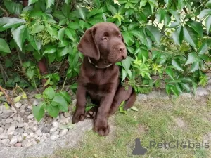 Zdjęcie №4. Sprzedam labradoodle w Zielona Góra. hodowca - cena - 2000zł