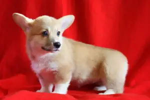 Zdjęcie №3. Welsh Corgi Pembroke. Federacja Rosyjska