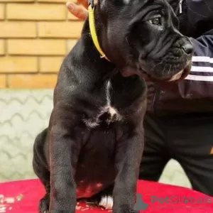 Zdjęcie №2 do zapowiedźy № 98898 na sprzedaż  cane corso - wkupić się Niemcy hodowca