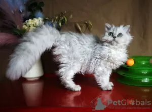 Zdjęcie №1. selkirk rex długowłosy - na sprzedaż w Rostów nad Donem | negocjowane | Zapowiedź № 43861