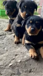 Zdjęcie №1. rottweiler - na sprzedaż w Würzburg | 792zł | Zapowiedź №83603