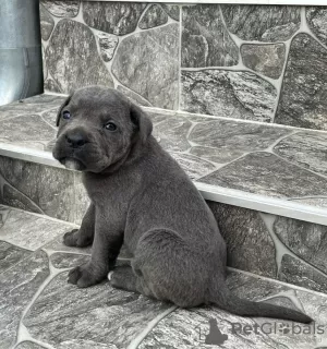 Dodatkowe zdjęcia: Cane Corso szczenięta