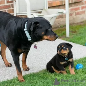 Zdjęcie №2 do zapowiedźy № 126357 na sprzedaż  rottweiler - wkupić się Niemcy prywatne ogłoszenie