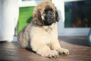 Zdjęcie №3. Szczeniak leonberger. Białoruś