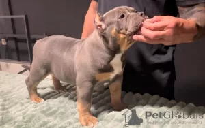 Dodatkowe zdjęcia: American Bully Pocket szczenięta