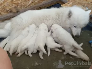 Zdjęcie №4. Sprzedam samojed (rasa psa) w Mińsk. prywatne ogłoszenie - cena - 1943zł