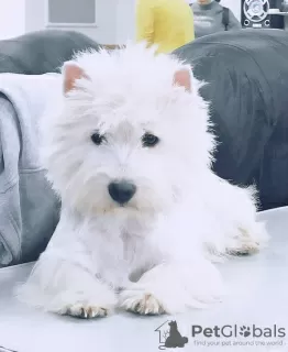 Dodatkowe zdjęcia: Hodowla oferuje szczenięta rasy west highland white terrier