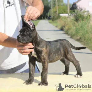 Zdjęcie №3. Cane Corso szczenięta na sprzedaż. Serbia