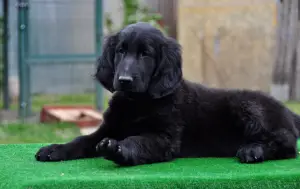 Zdjęcie №2 do zapowiedźy № 2928 na sprzedaż  flat coated retriever - wkupić się Federacja Rosyjska od żłobka, hodowca