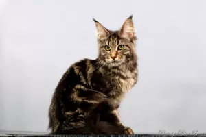 Zdjęcie №2 do zapowiedźy № 5244 na sprzedaż  maine coon - wkupić się Federacja Rosyjska hodowca