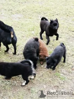 Zdjęcie №1. szwedzki lapphund - na sprzedaż w Berlin | Bezpłatny | Zapowiedź №126636