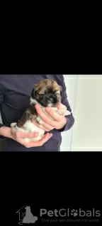 Dodatkowe zdjęcia: Niesamowicie piękne szczenięta Shih Tzu