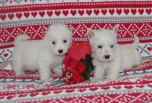 Zdjęcie №2 do zapowiedźy № 864 na sprzedaż  west highland white terrier - wkupić się Francja hodowca