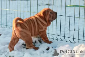 Dodatkowe zdjęcia: Szczenięta Shar Pei