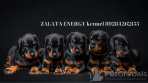 Zdjęcie №1. doberman - na sprzedaż w Кропоткин | 3432zł | Zapowiedź №8501