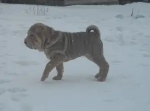 Zdjęcie №2 do zapowiedźy № 1536 na sprzedaż  shar pei - wkupić się Federacja Rosyjska hodowca