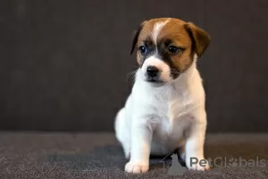 Zdjęcie №2 do zapowiedźy № 17623 na sprzedaż  jack russell terrier - wkupić się Białoruś od żłobka