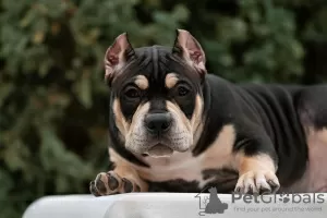 Zdjęcie №4. Sprzedam american bully w Rostów nad Donem. hodowca - cena - negocjowane