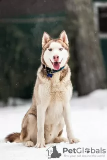 Zdjęcie №3. Przystojny husky Hart jest w dobrych rękach. Federacja Rosyjska