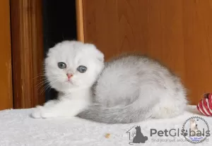 Zdjęcie №1. scottish fold - na sprzedaż w Kamenskoe | 3363zł | Zapowiedź № 22374