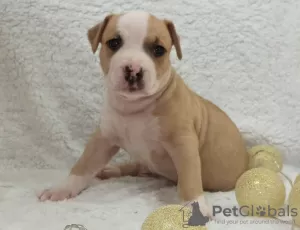 Zdjęcie №3. Szczenięta American Staffordshire Terrier. Białoruś