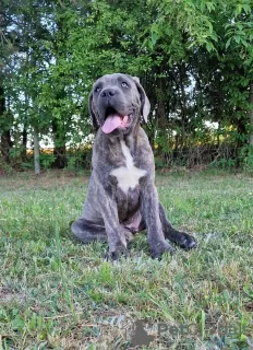 Zdjęcie №3. Cane Corso (FCI). Polska