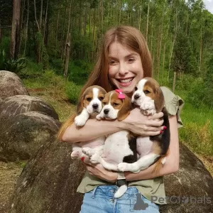 Dodatkowe zdjęcia: Piękne trójkolorowe szczenięta rasy beagle.