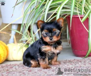 Zdjęcie №2 do zapowiedźy № 63810 na sprzedaż  yorkshire terrier - wkupić się Niemcy 