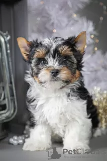 Zdjęcie №1. yorkshire terrier biewer - na sprzedaż w Kropiwnicki | 2584zł | Zapowiedź №8677