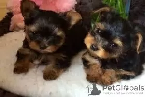 Zdjęcie №1. yorkshire terrier - na sprzedaż w Miami | Bezpłatny | Zapowiedź №11723