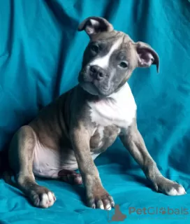 Dodatkowe zdjęcia: Wspaniały samiec American Staffordshire Terrier