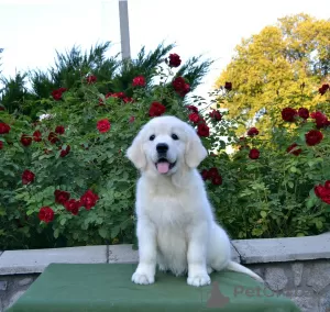 Dodatkowe zdjęcia: Sprzedam szczenięta Golden Retriever PRA 1, PRA 2,ICHT. czysto