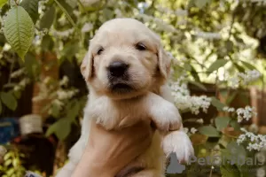 Dodatkowe zdjęcia: szczenięta golden retrievera