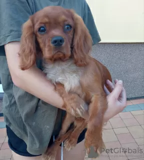 Zdjęcie №3. Cavalier King Charles spaniel. Polska